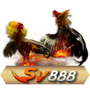 SV388 Cookfight